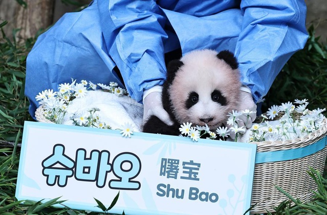Güney Kore'de 100 günlük dev panda yavrusu Shu Bao ilk kez halkın karşısına çıktı