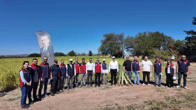 Bayramiç'te 7 yerli susam çeşidi makineli hasatla üçüncü yılında denendi