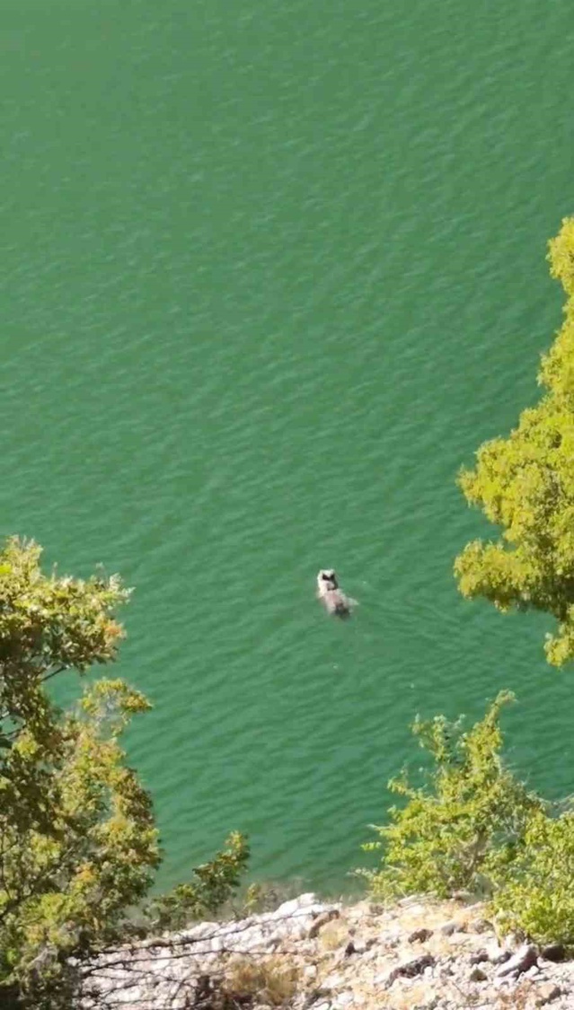 Tunceli Çemişgezek'te ayı baraj gölünde uzun süre yüzerek karşıya geçmeye çalıştı