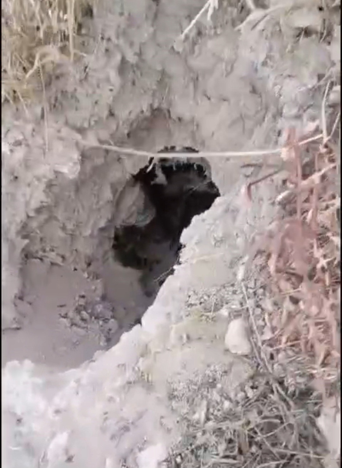 Elazığ Keban'da pal porsuğu saldırısı sonrası eşek arısı yuvası görüntülendi
