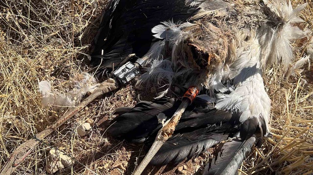 Prenses Victoria'nın halkaladığı leylek Karaman'da ölü bulundu, 6 leylek daha öldü