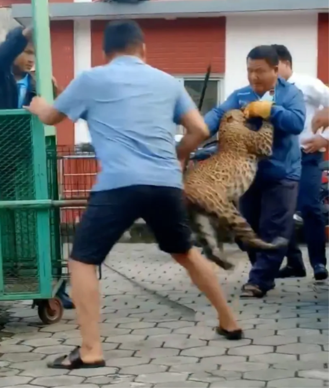 Kafesten kaçan leopar dehşet saçtı! orman görevlisine böyle saldırdı