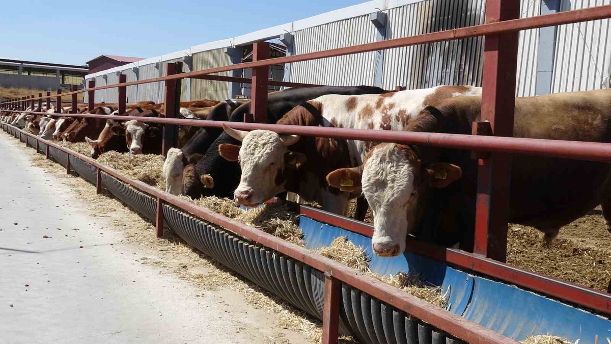 Malatya Akçadağ'da 500 başlık tesiste yetiştirilen damızlık düveler Türkiye'ye gönderiliyor
