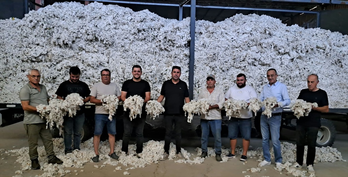 Söke'de sezonun ilk pamuğu kütlü fiyatından alındı, üretici 50 lira bekliyor