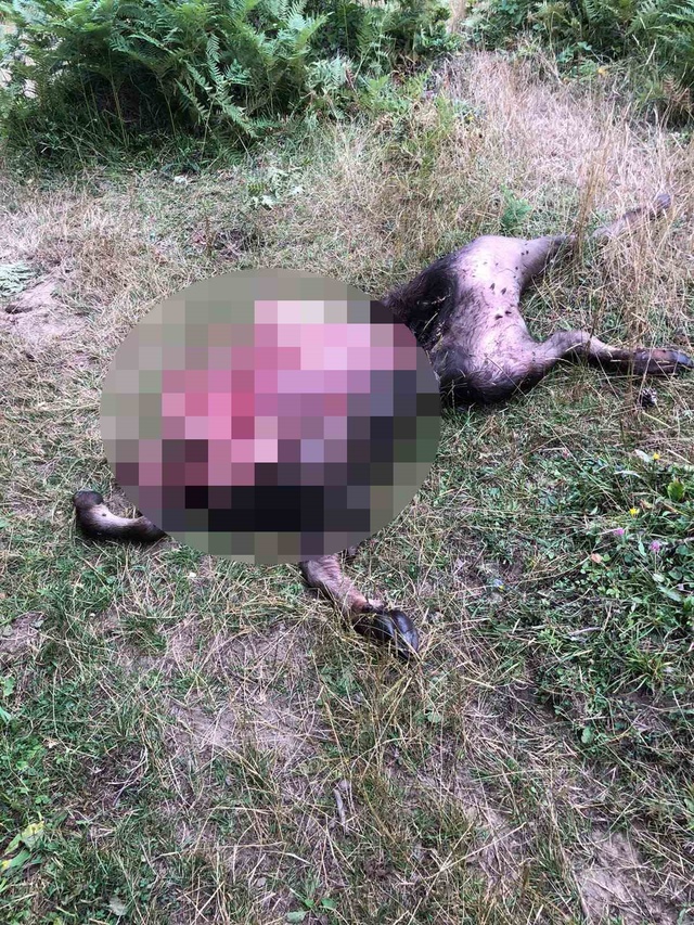 Sürünün tamamı ahıra dönmedi, karşılaştığı manzara şoke etti