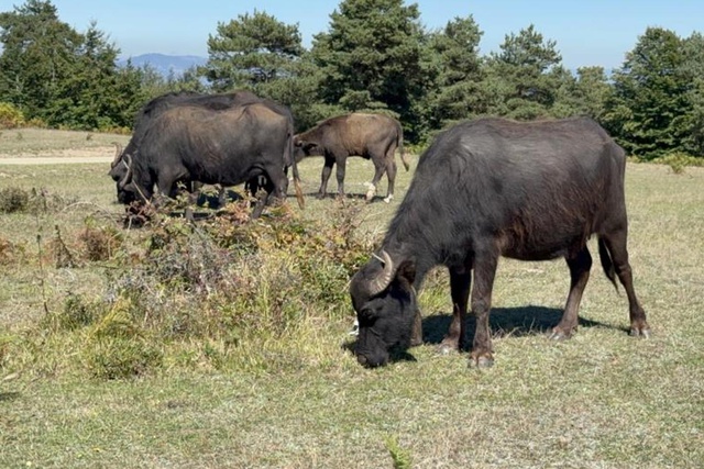 Sürünün tamamı ahıra dönmedi, karşılaştığı manzara şoke etti