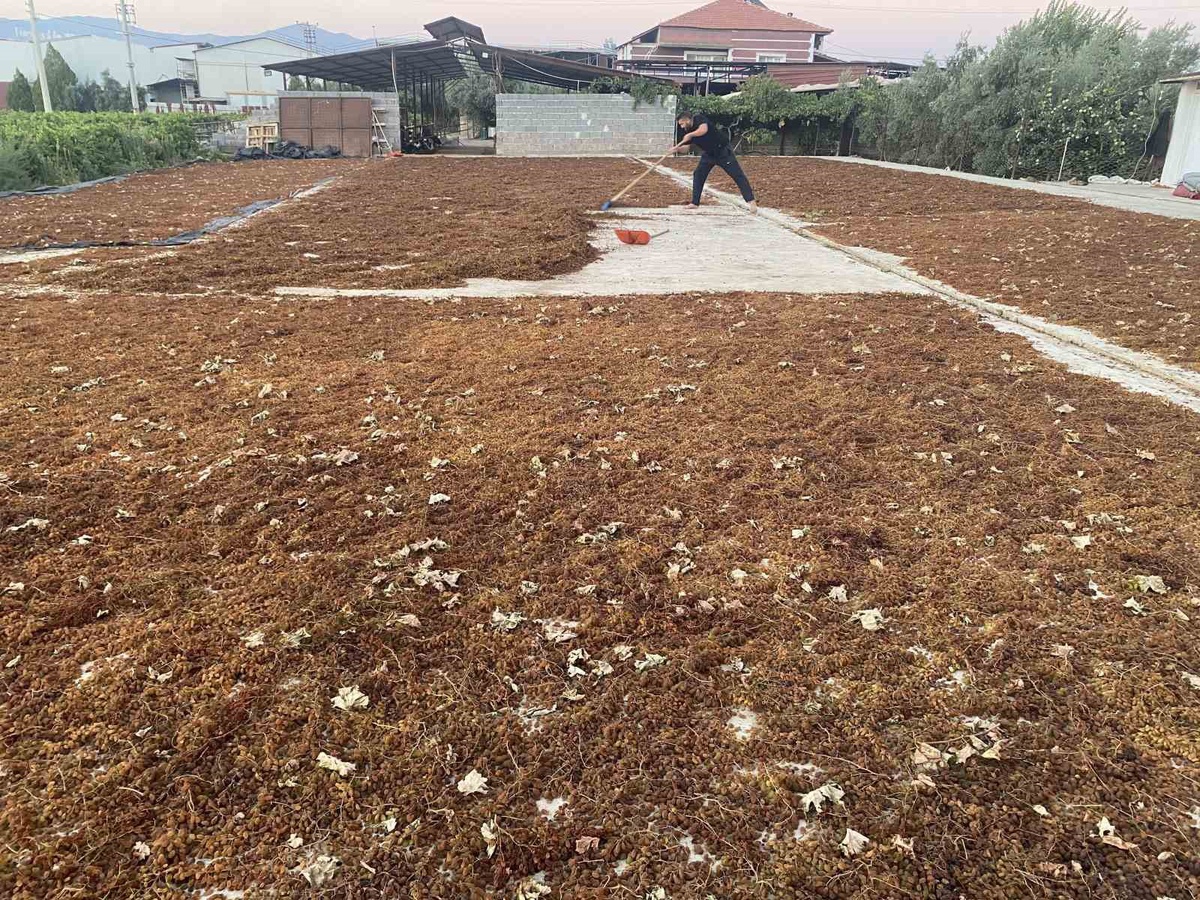 TMO\'nun kuru üzüm alım fiyatı Alaşehirli üreticiyi sevindirdi