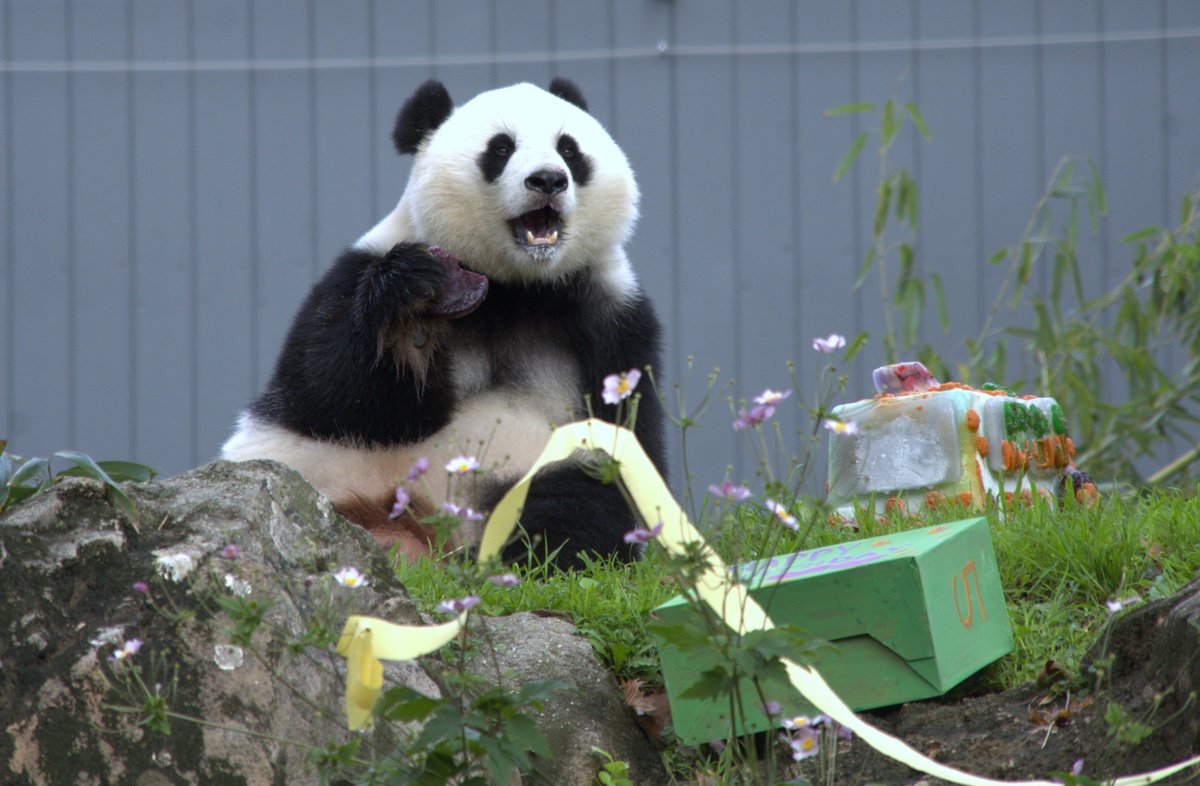 ABD\'de dev panda Qing Bao, Washington\'daki Smithsonian Hayvanat Bahçesi\'nde 5. yaşını kutladı