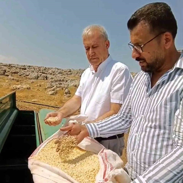 Araban Sarımsağında zambak anaç tohumuyla ikinci ekim yapıldı