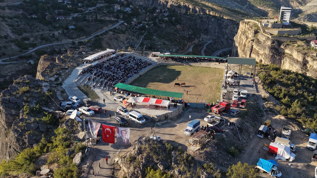 Ardanuç\'ta 56 boğanın katıldığı güreşlerde 600 bin lira ödül dağıtıldı