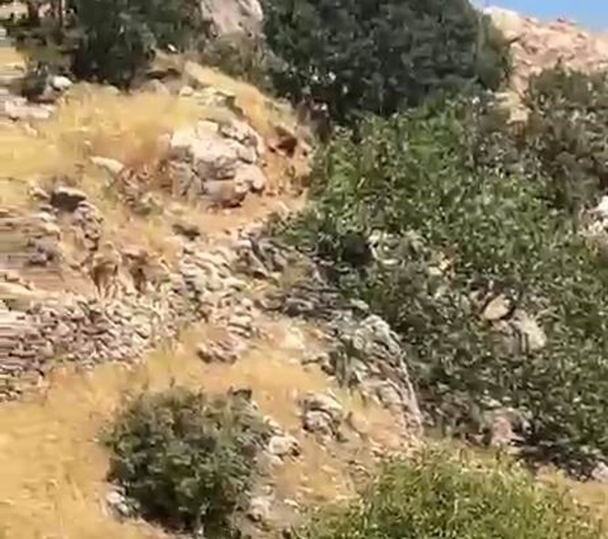 Diyarbakır Çermik\'te yaban keçileri sürü halinde görüntülendi, avlanma cezası 1 milyon lira