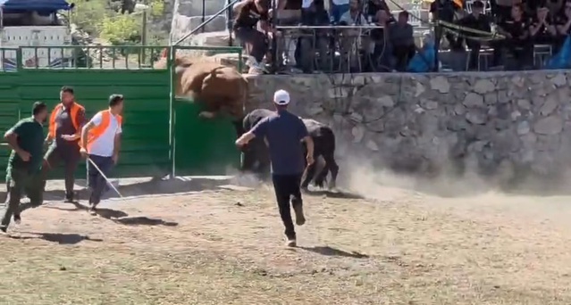 Ardanuç'ta boğa güreşinde 600 kiloluk boğa arenadan kaçtı
