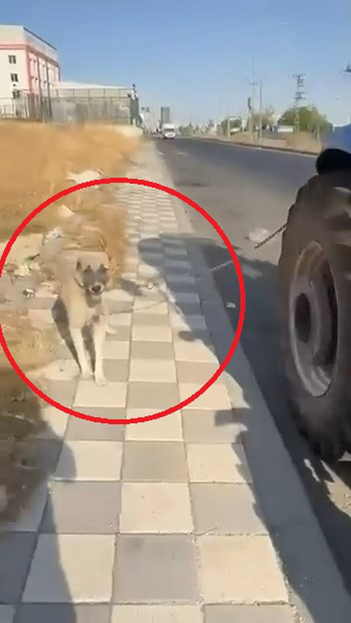 Diyarbakır Bağlar\'da köpeği traktörün arkasına bağlayıp koşturdu