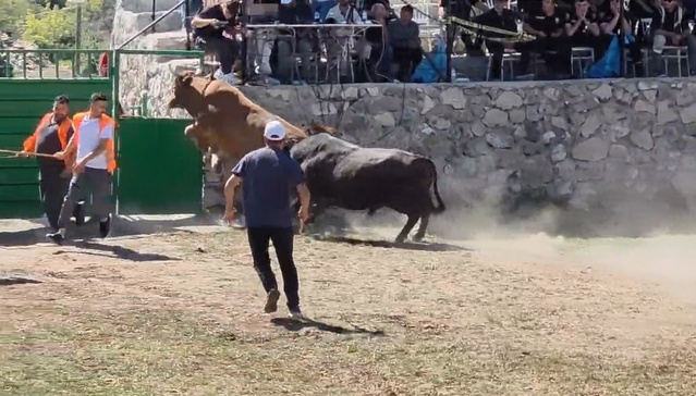 Ardanuç'ta 600 kiloluk boğa demir kapıdan atlayarak arenadan kaçtı