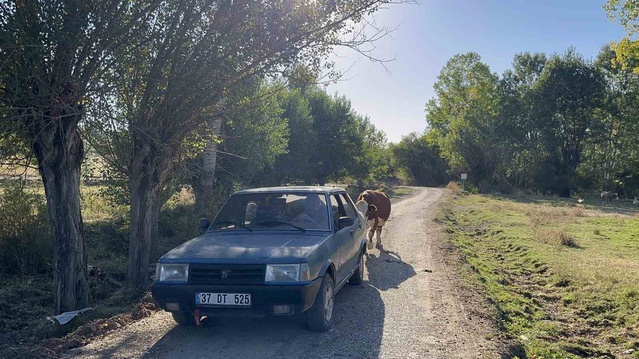 Kastamonu'da tarlada doğan buzağıyı aracıyla taşıyan çiftçinin görüntüleri viral oldu
