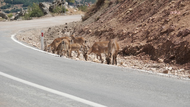 Tunceli'de kutsal sayılan dağ keçileri Valilik kararıyla süresiz korumaya alındı