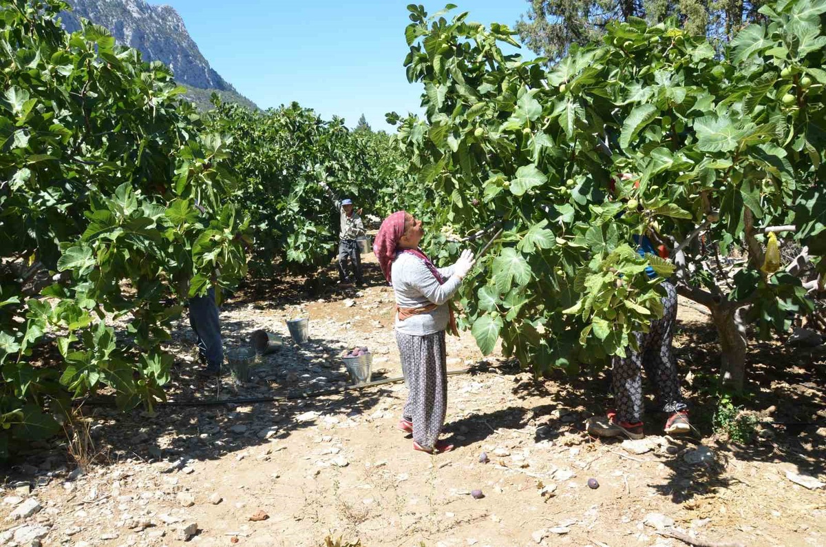 Antalya İbradı\'da incir hasadı bir ay gecikti, rekolte yüzde 75 düştü
