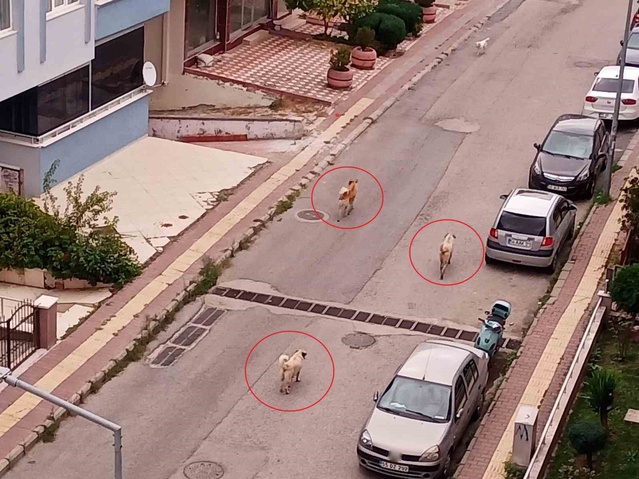 Samsun Atakum'da başıboş köpekler araçların peşinden koşup vatandaşa agresif davranıyor