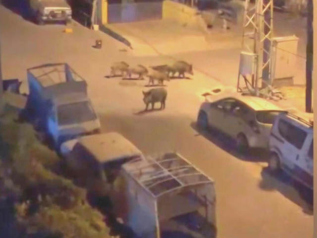 Avcılar bu kez hazırlıksız yakalandı! Çareyi terlik fırlatmakta buldu