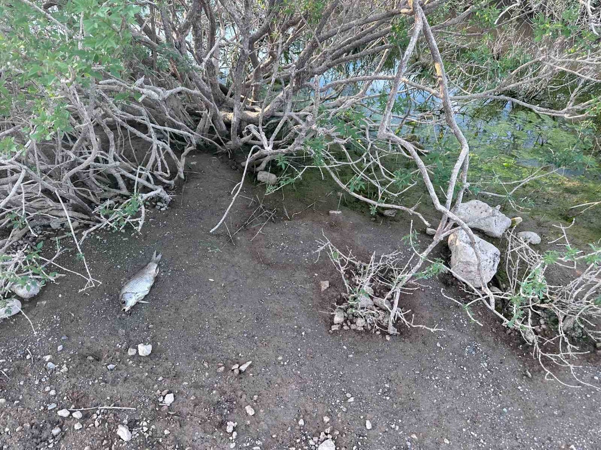 Ayvacık Barajı\'ndaki balık ölümleri için numune alındı