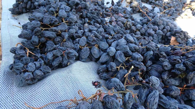 Malatya'da ilaçsız kurutmalık üzümün kilosu 600 liradan alıcı buluyor