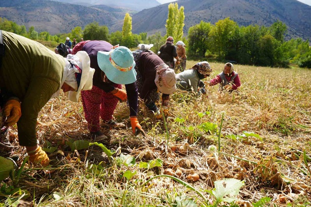 Erzincan'da 38 tarım projesine 169,6 milyon lira hibe desteği onaylandı