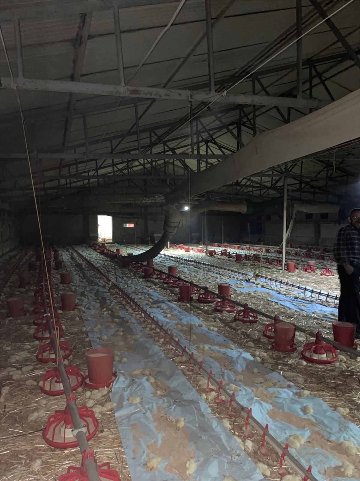 Bolu Göynük'te kümeste çıkan yangında 24 bin civciv öldü