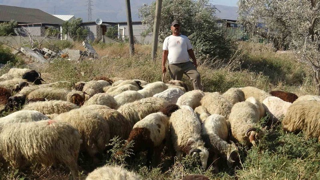 Hatay'da 40 dereceyi aşan sıcakta çobanlar günde 10 litre su tüketiyor