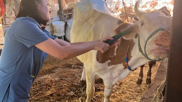 Aydın'da sonbahar şap aşı kampanyası Efeler Alanlı'da başladı