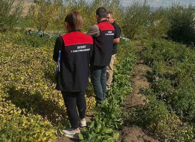 Aydıntepe şeker fasulyesinde uzman ekipten coğrafi işaret denetimi yapıldı