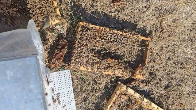 Konya Bozkır'da ayılar arı kovanlarını yine parçaladı, arıcı çare arıyor