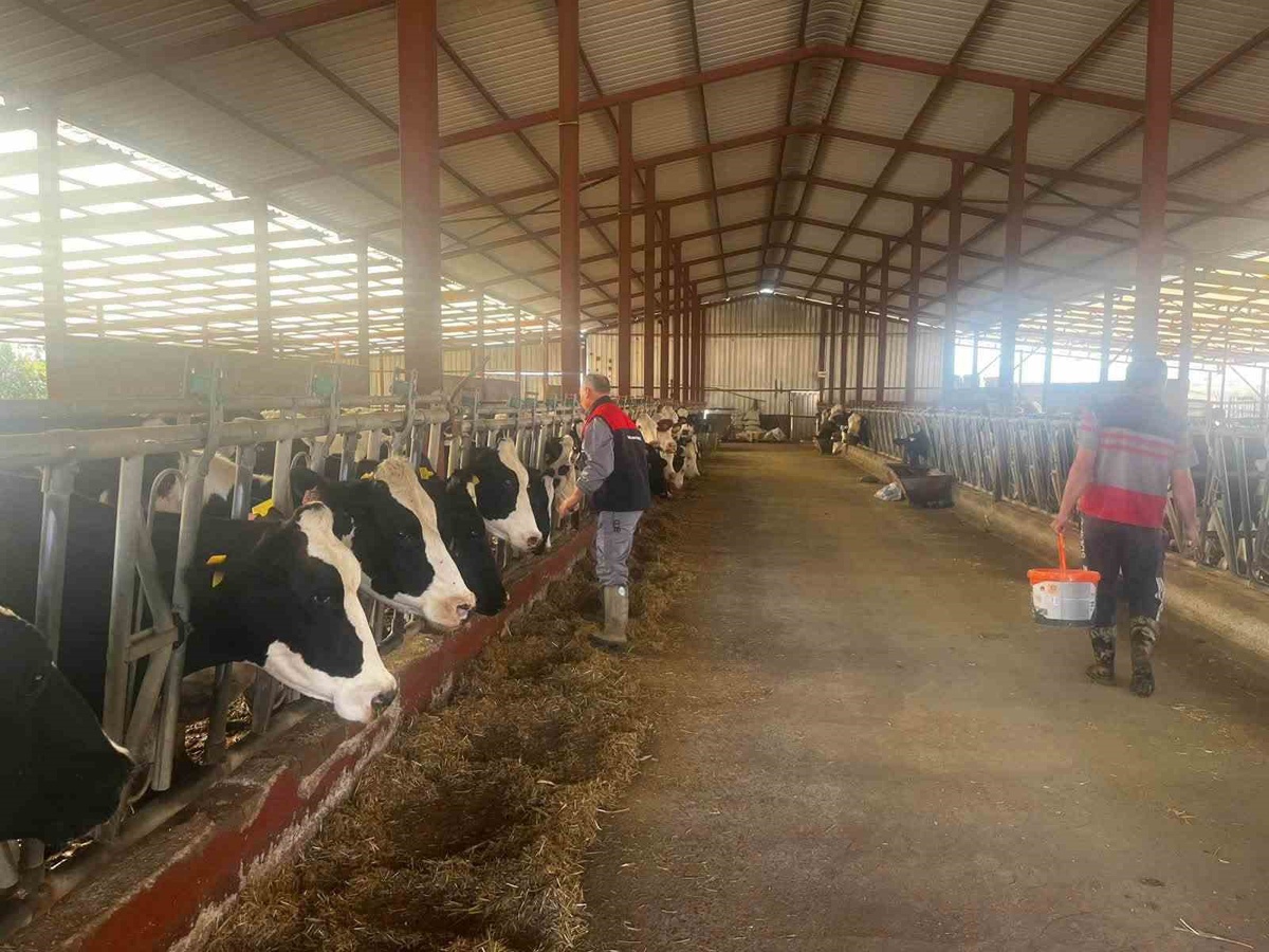 Baklan\'da 2026 sonbahar dönemi şap aşılama kampanyası başlatıldı
