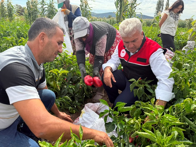 AK Partili Canbey Kepsut'ta kapya biber hasadına katıldı