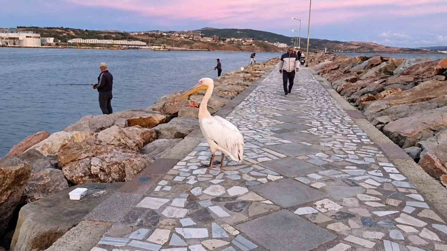 Bandırma Kuzey Mendirek'te pelikan balıkçıların arasında dolaştı