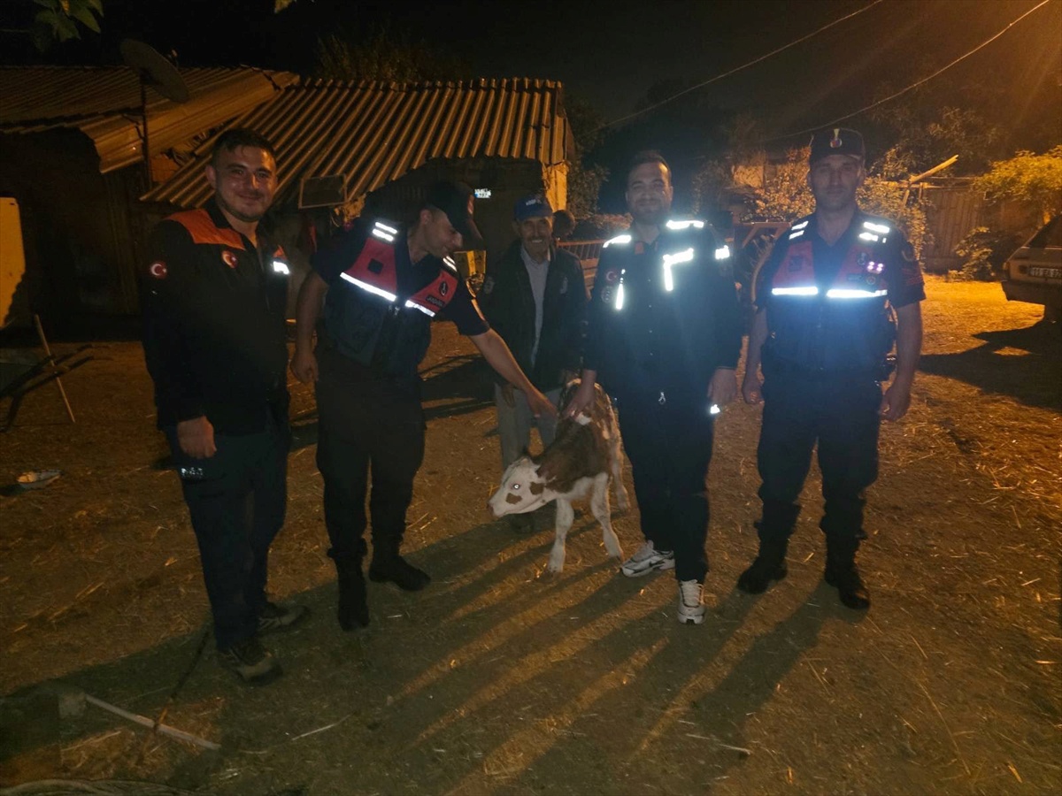 Bilecik\'te kaybolan büyükbaş hayvan, yeni doğan buzağısıyla tarlada bulundu