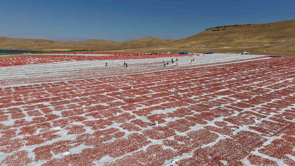 Elazığ\'da 40 bin ton domates kurutulup ABD ve Avrupa\'ya ihraç ediliyor