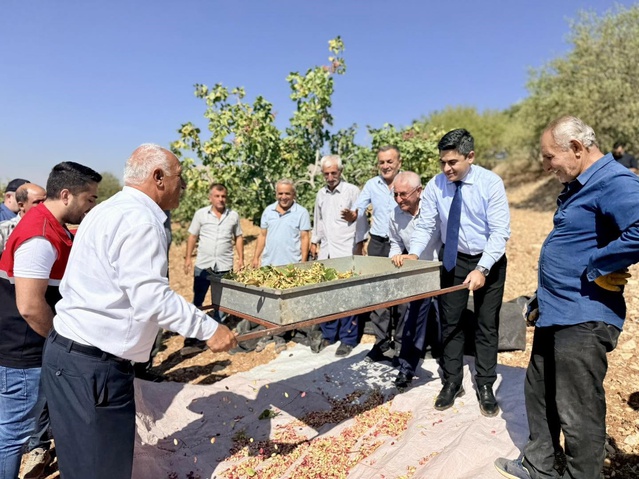 Adıyaman Tut'ta 45 bin dekarda fıstık hasadı başladı, üreticiler tarlada