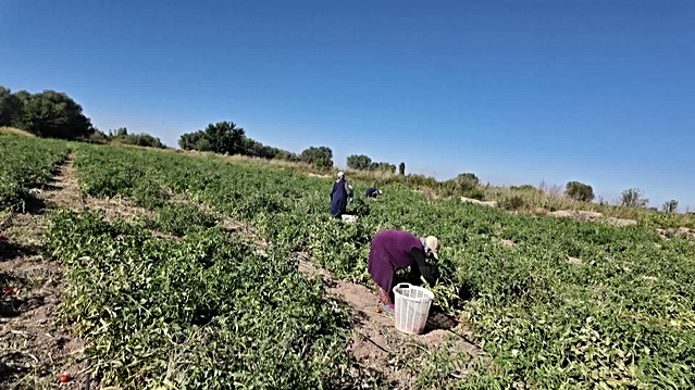 Iğdır'da ata tohumu süper domateste hasat başladı, kasıma kadar sürecek