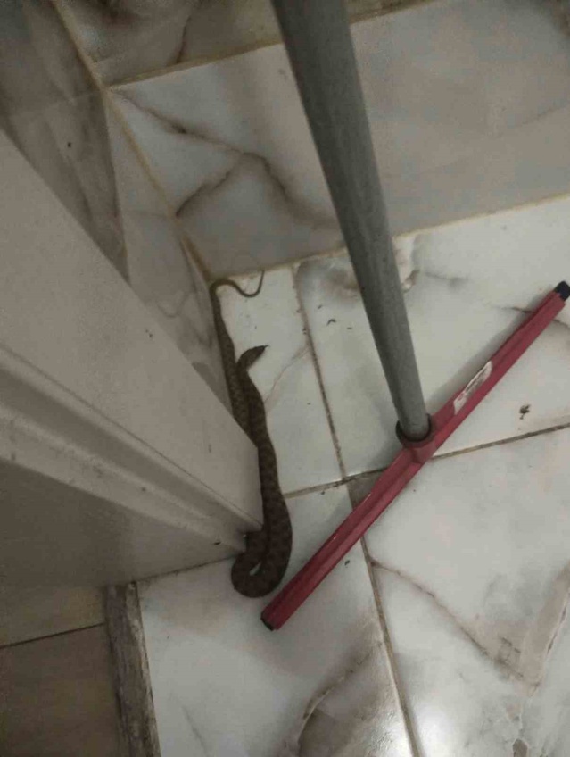 Hatay İskenderun ve Yayladağı'nda yerleşim yerlerine giren yılanlar zarar verilmeden yakalandı