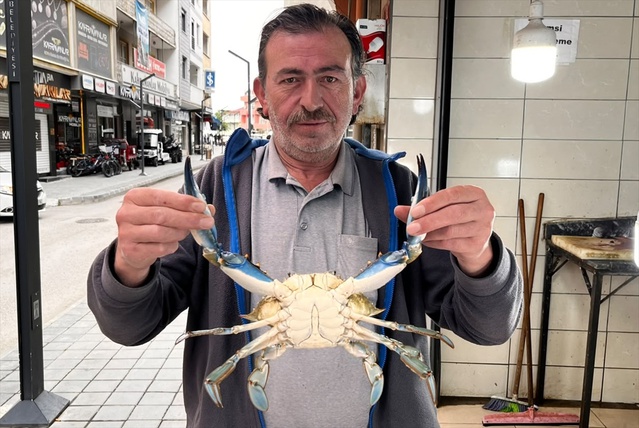 Sinop Türkeli'de balıkçı ağına sıcak denizlerde yaşayan mavi yengeç takıldı