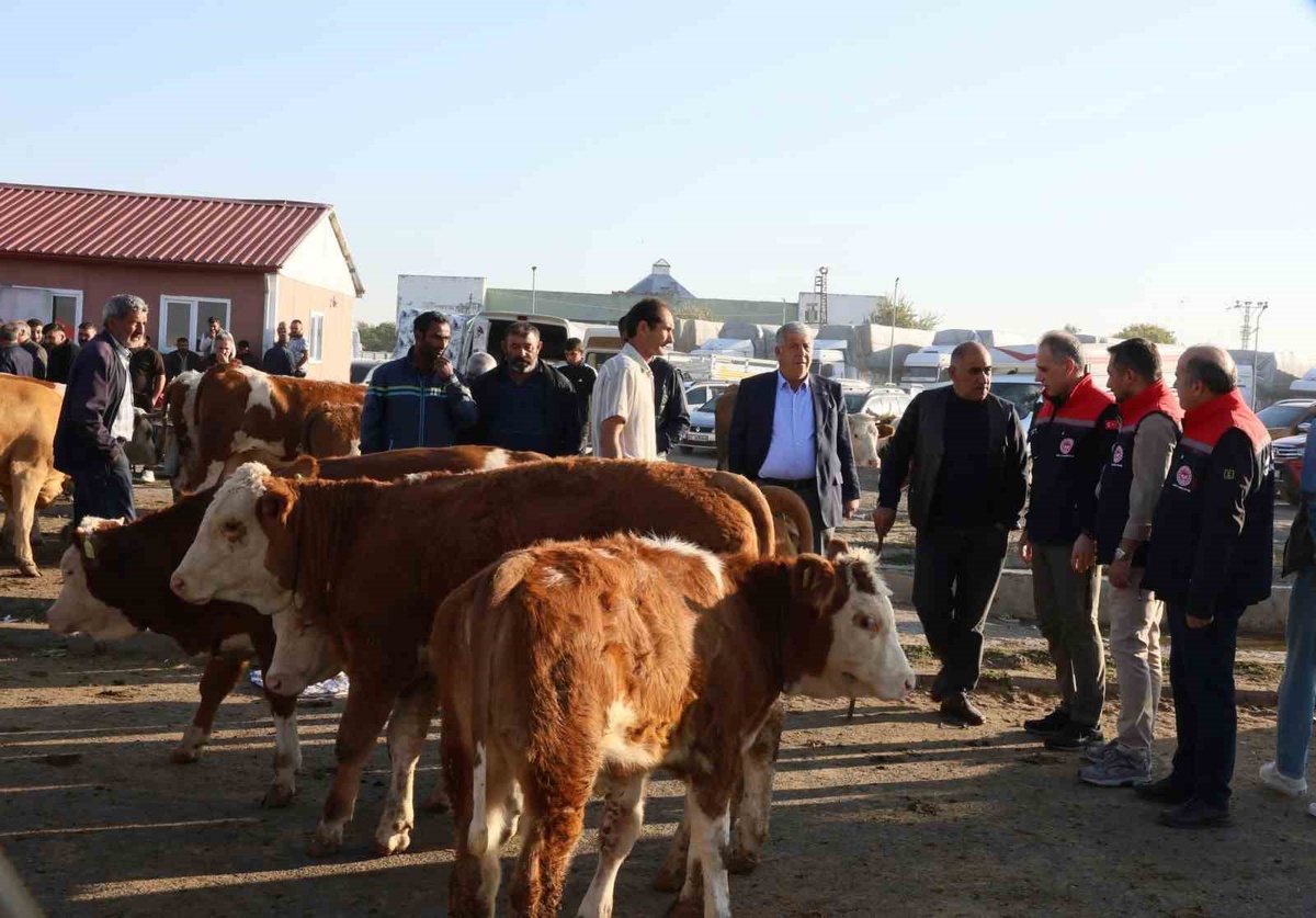Kars Hayvan Pazarı\'nda hayvan giriş çıkışları sıkı denetimden geçiriliyor
