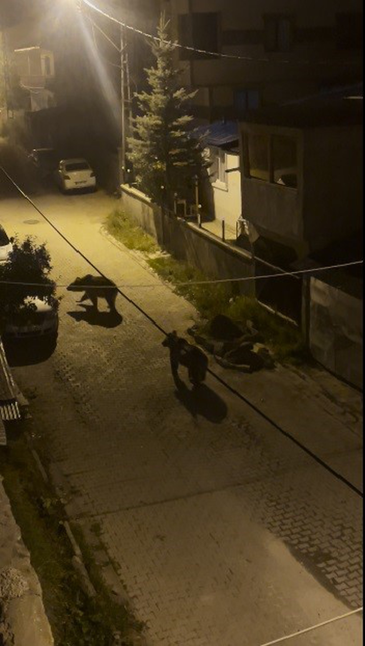Kars Sarıkamış'ta mahalle arasına inen 2 boz ayı cep telefonu kamerasıyla görüntülendi