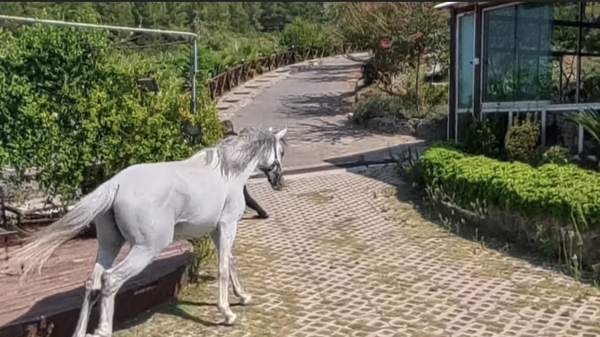 Klip çekiminde atın saldırısından son anda kurtulan Yaşar Öksüz ünlendi