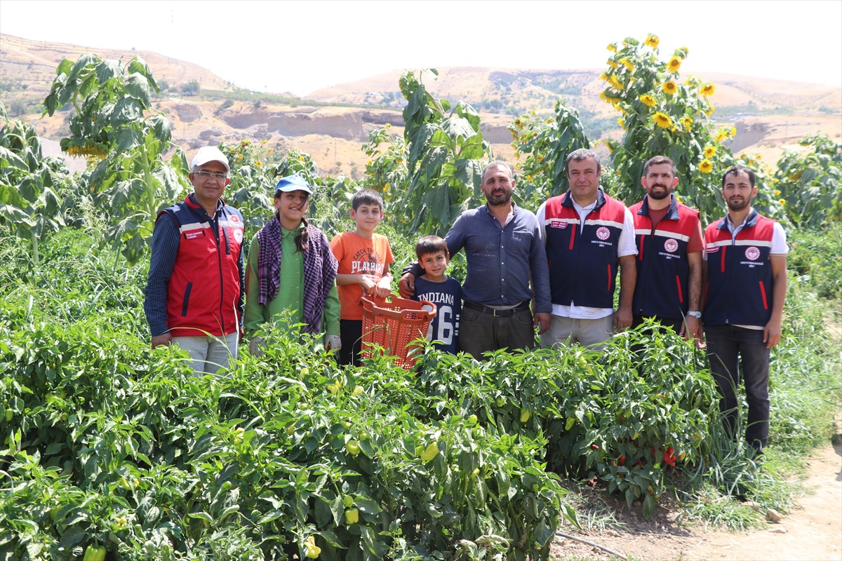 Siirt\'te hibe fide desteğiyle üretim başladı, çiftçiler 125 ton ürün bekliyor