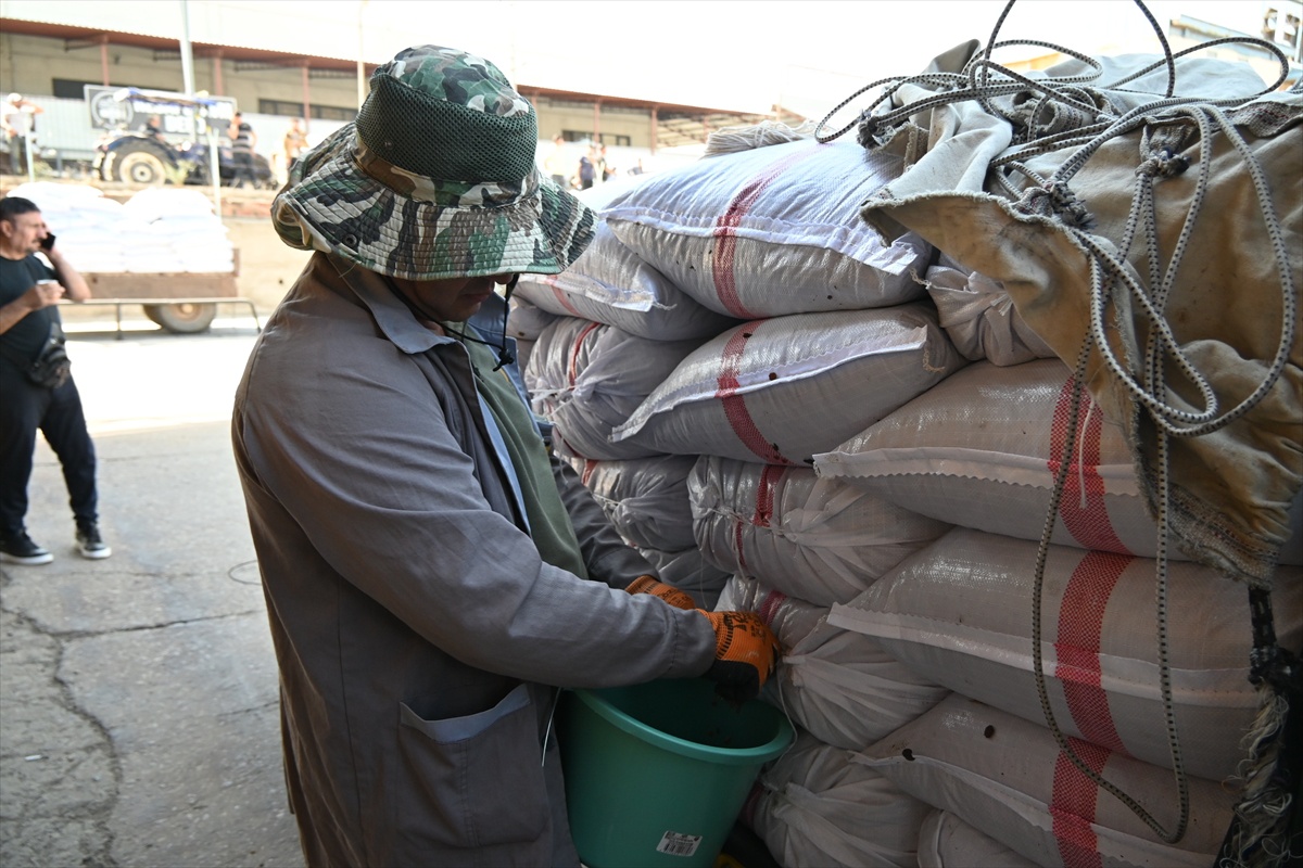TMO, Manisa Turgutlu\'da 2026 kuru üzüm alımına başladı; ilk gün 250 ton teslim bekleniyor