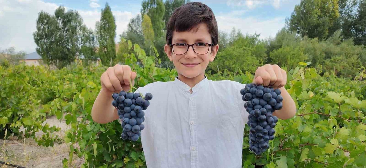 Erciş üzümünde bağ bozumu başladı, üretici depo ve destek bekliyor