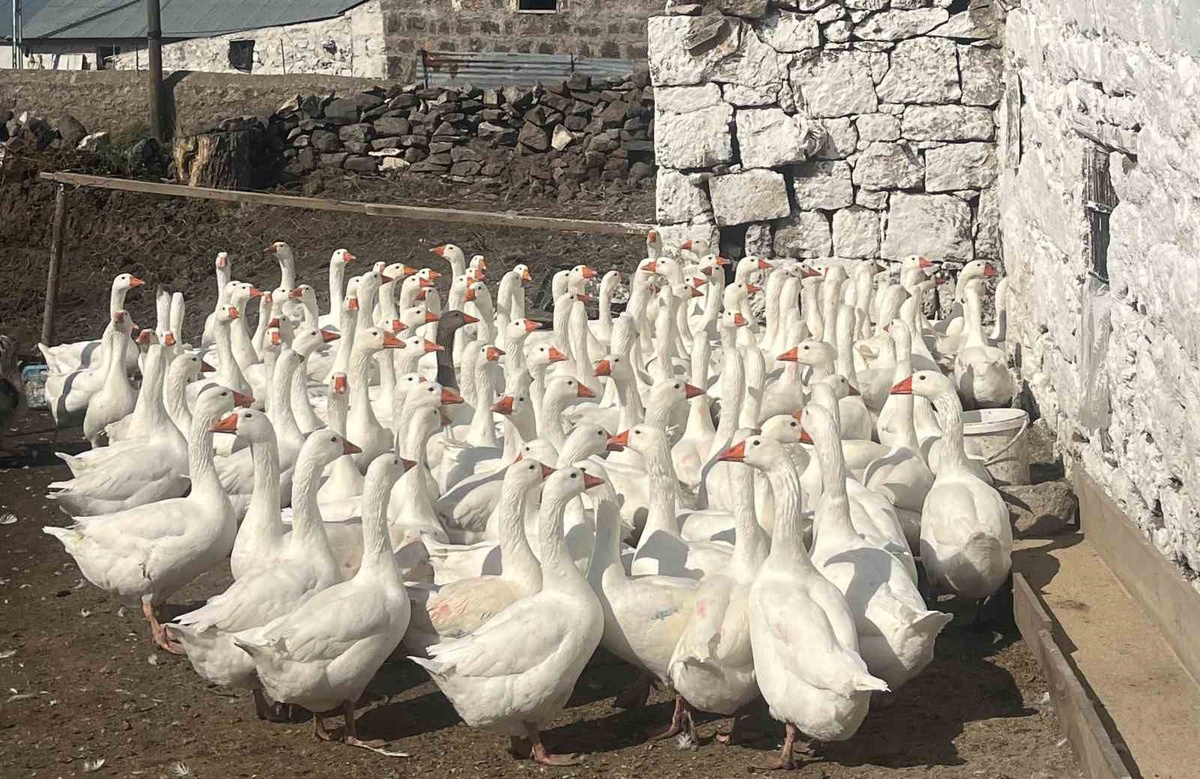Akyaka Kaymakamı Kalkankale\'de kaz üreticisini ziyaret etti