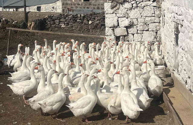 Akyaka Kaymakamı Kalkankale'de kaz üreticisini ziyaret etti