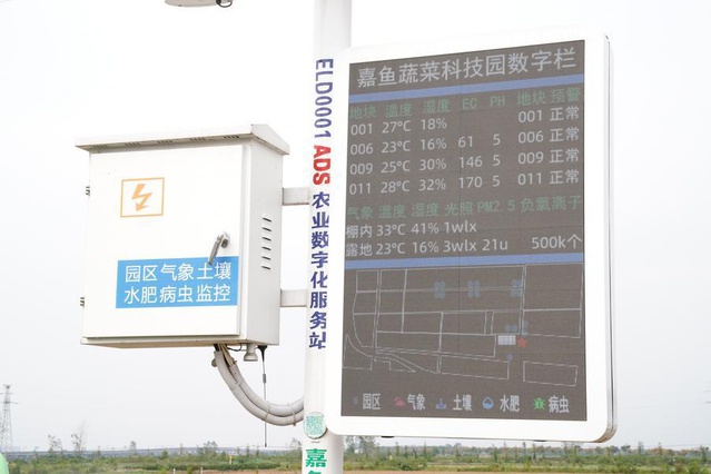 Jiayu'da sebze üretimi ilk yarıda 864.300 tona ulaştı