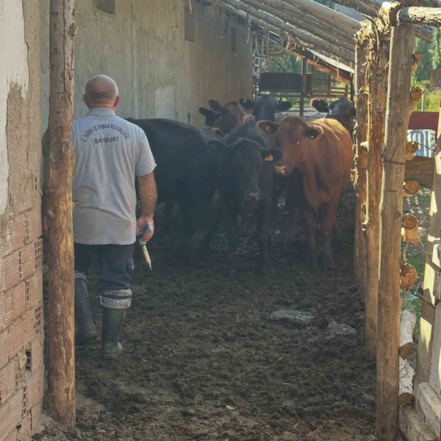 Bayburt Aydıntepe'de şap aşılama kampanyası Çayırköprü'de başladı